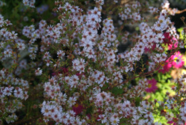 Aster ericoides 'Herbstmyrte'  bestellen